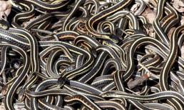 Khủng khiếp: 75.000 con rắn tìm bạn đời trong mùa giao phối