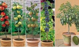 Xu hướng trồng cây cảnh lùn ăn quả 100% người đều mê