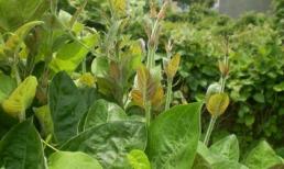 Bị khớp, co giật, khó tiêu... dùng lá mơ lông rất hiệu quả