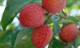 10 lợi ích từ quả vải nếu bạn không thưởng thức sẽ rất phí