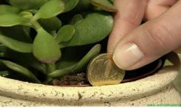 Phong thủy nhà đất: Đặt thứ này trong nhà sẽ thu hút tiền tài, giàu có