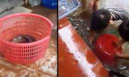 Bắt cá trê gần 3kg trên phố Hà Nội sau trận mưa lớn