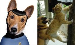 Cười 'không ngậm được mồm' với khoảnh khắc hài hước của thú cưng