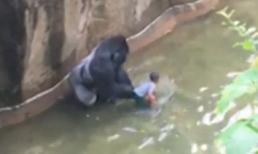  Thót tim khi chú bé 4 tuổi rơi vào chuồng khỉ đột ở vườn thú