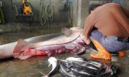 Mổ bụng cá mập mẹ phát hiện ổ cá con vẫn sống 