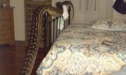 Giật mình tỉnh ngủ phát hiện trăn dài gần 5m bò trên giường