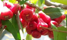 Quả roi và những lợi ích sức khỏe bất ngờ