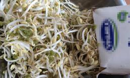 Cách làm giá đỗ giòn, sạch bằng rổ nhựa và vỏ hộp sữa 