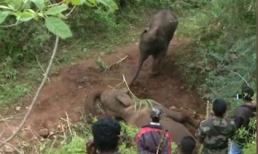 Cảm động voi con tuyệt vọng cố gắng đánh thức mẹ đã chết