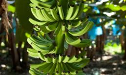 Tại sao quả chuối lại mọc cong?