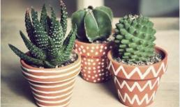 Những loại cây này sẽ mời gọi năng lượng tích cực vào nhà 