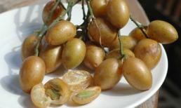  Lợi ích ít biết của quất hồng bì