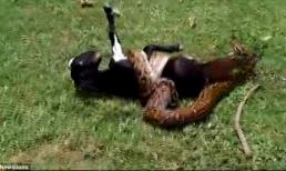 Giải thoát chú dê khỏi trăn khổng lồ tấn công