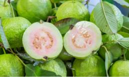 Lá ổi - đánh bại nếp nhăn, mụn, nám và dị ứng da 