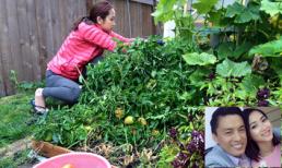 Khu vườn nhỏ tuyệt đẹp của vợ chồng Lam Trường tại Mỹ 