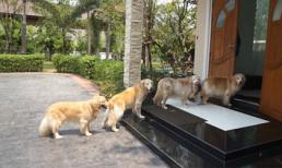 Nhận biết vận may, rủi qua điềm báo về phong thủy