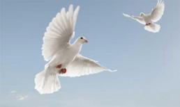 Rằm tháng 7, mọi nhà nên phóng sinh gì?