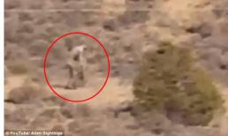 Phát hiện sinh vật lạ như người ngoài hành tinh đi bộ trên sa mạc