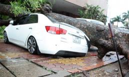 Bão quật đổ cây, đè bẹp rúm ô tô trên phố Hà Nội