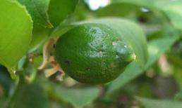 Những tác dụng của lá chanh đối với sức khỏe và sắc đẹp