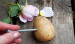 Bạn sẽ ngạc nhiên khi cắm cành hoa hồng lên củ khoai tây 