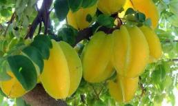 Những lợi ích chữa bệnh bất ngờ từ quả khế