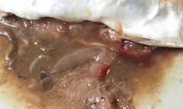 Hãi hùng cảnh ký sinh trùng lúc nhúc trong cá thu siêu thị