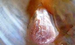 Ngọc trai có hình tượng Phật được phát hiện ở Quảng Bình 