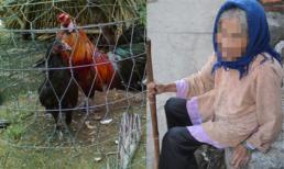 Mẹ già lặn lội xách gà lên cho con dâu, đến lúc gà chết, mẹ lả đi bên đường con dâu vẫn thản nhiên ngồi xem TV trong nhà