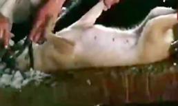 Hãi hùng bơm nước cống để... tăng trọng cho chó