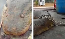 Cận cảnh Trăn khổng lồ anaconda dài nhất thế giới