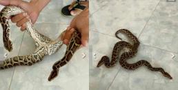 Hưng Yên xuất hiện trăn lạ 2 đầu, dân mạng tới tấp hỏi mua