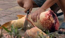 Chủ tịch Hà Nội khuyên người dân không ăn cá chết hồ Tây