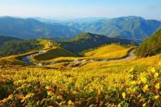 Tháng 10 đến Đà Lạt ngắm hoa dã quỳ đẹp nhất năm