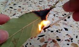 Đốt loại lá này trong phòng, mệt mỏi lo âu đến mấy cũng sẽ biến mất