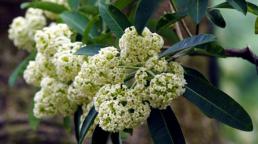 Hoa sữa và tác dụng chữa bệnh ít người biết