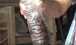 Cách bắt gián thông minh mới