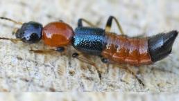 Cách xử lý khi bị kiến ba khoang tấn công