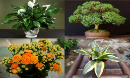 10 loại cây cảnh vừa đẹp lại giúp cải thiện không khí và hút sạch bụi trong nhà