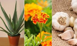 12 loại thảo mộc 'vườn nhà' và cách sử dụng để chữa các bệnh thường gặp