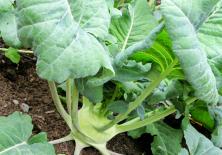 Ít ai ngờ củ su hào lại chứa nhiều lợi ích sức khỏe đến vậy