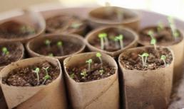 Đọc xong bài này bạn sẽ không bao giờ vứt lõi giấy vệ sinh đi nữa