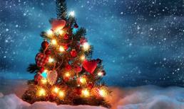 Những sự thật bất ngờ về cây thông Noel 