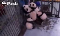 Phi vụ vượt ngục siêu đáng yêu của gấu trúc