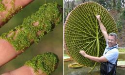 Top 5 kỷ lục kỳ lạ đáng kinh ngạc của thế giới thực vật