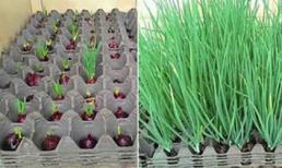 Cả năm không phải mua hành nhờ cách trồng bằng khay đựng trứng 