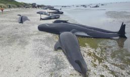 Hơn 400 con cá voi mắc cạn trải dài cả bờ biển