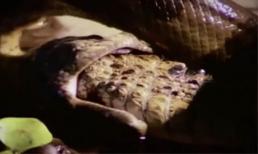 Cuộc chiến không cân sức giữa rắn khổng lồ và 'sát thủ đầm lầy'