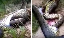 Bàng hoàng phát hiện thứ bên trong bụng trăn khổng lồ 3m