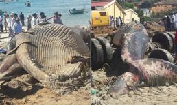 Phát hiện xác cá ông khổng lồ trôi dạt vào biển Phan Thiết?